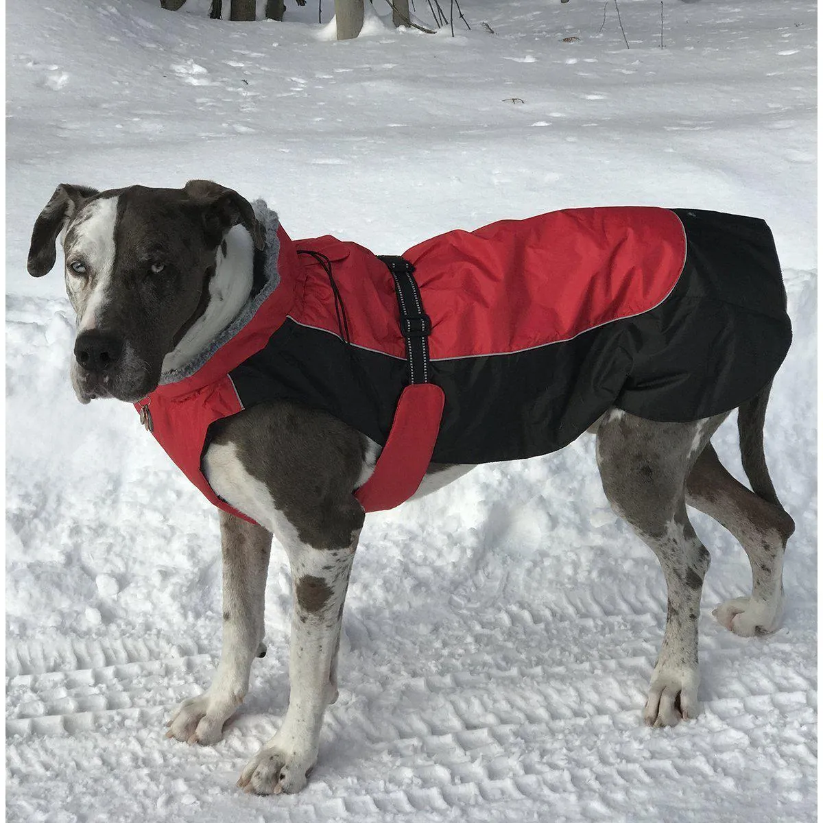 Alpine All-Weather Dog Coat Red And Black