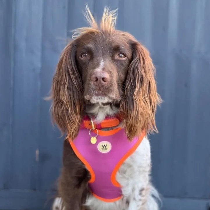 Willow Walks Adjustable Harness in fuchsia and orange