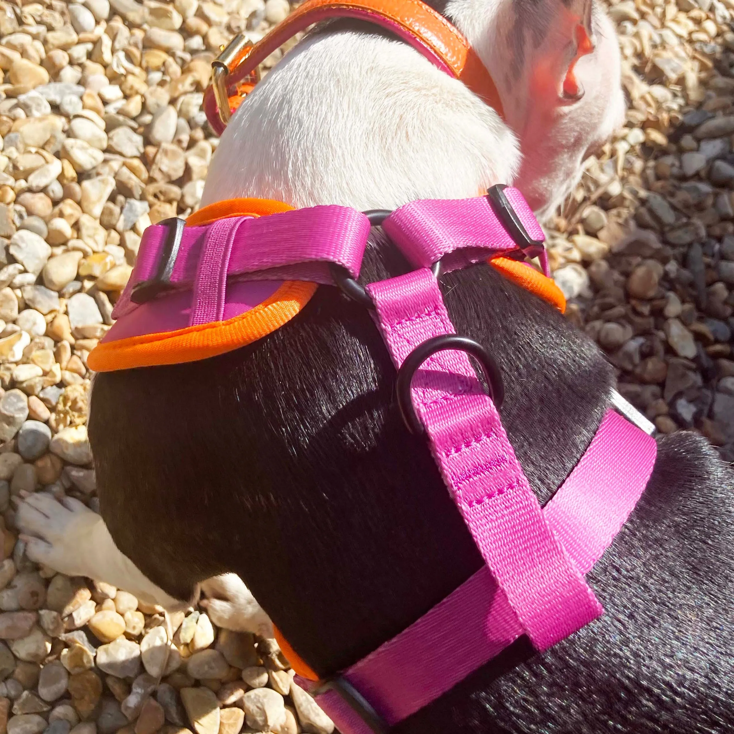 Willow Walks Adjustable Harness in fuchsia and orange