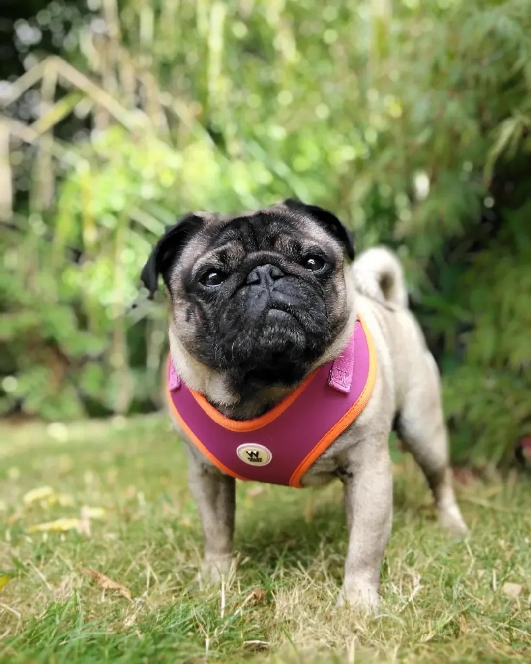 Willow Walks Adjustable Harness in fuchsia and orange