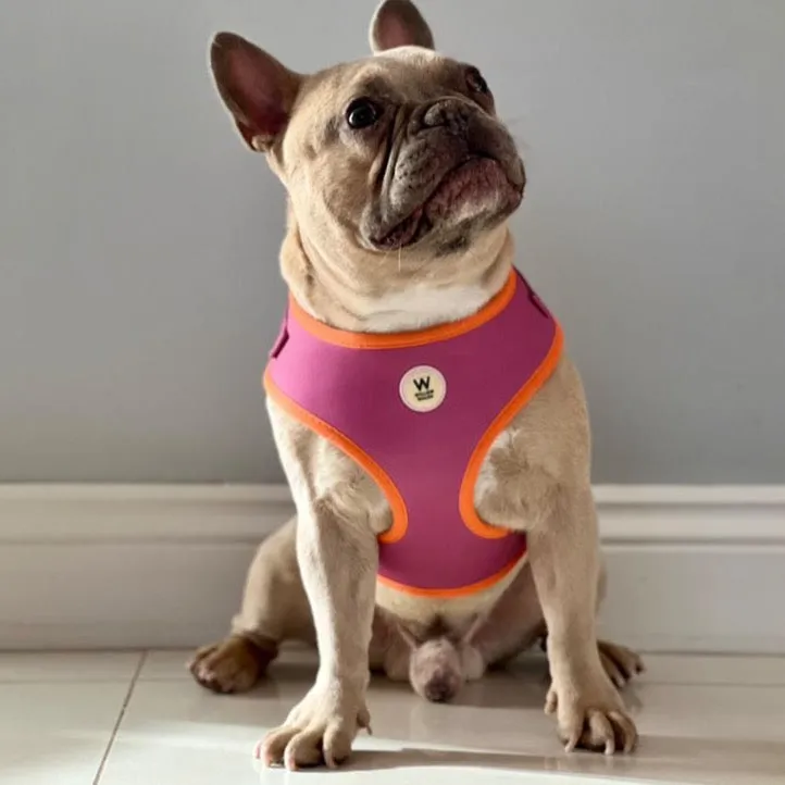 Willow Walks Adjustable Harness in fuchsia and orange